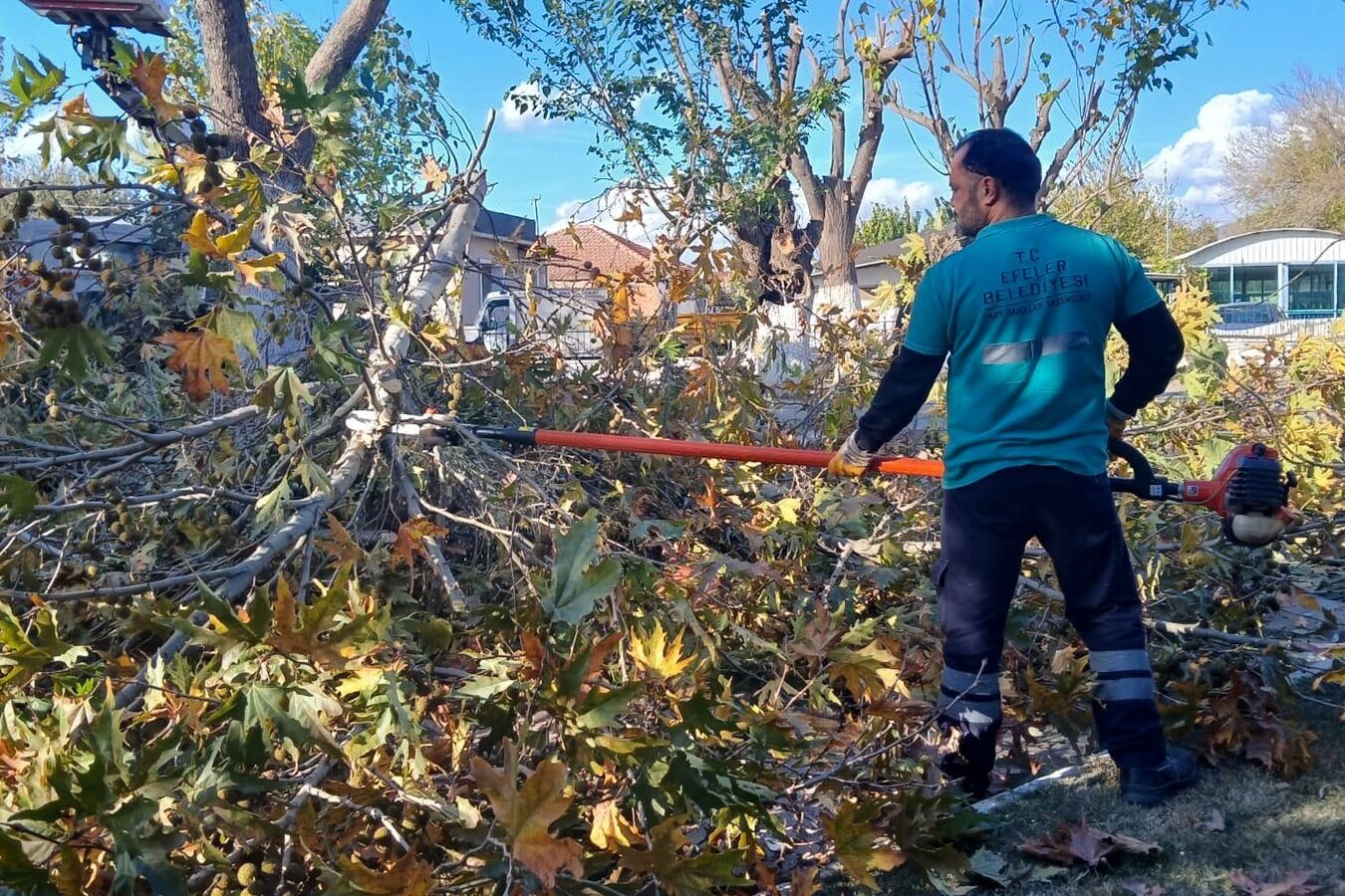Efelerde Budama Calismalari Suruyor Olasi Kazalarin Onune Geciliyor 618437 3969Ce9Fe22F567174C37F92Bf441A58