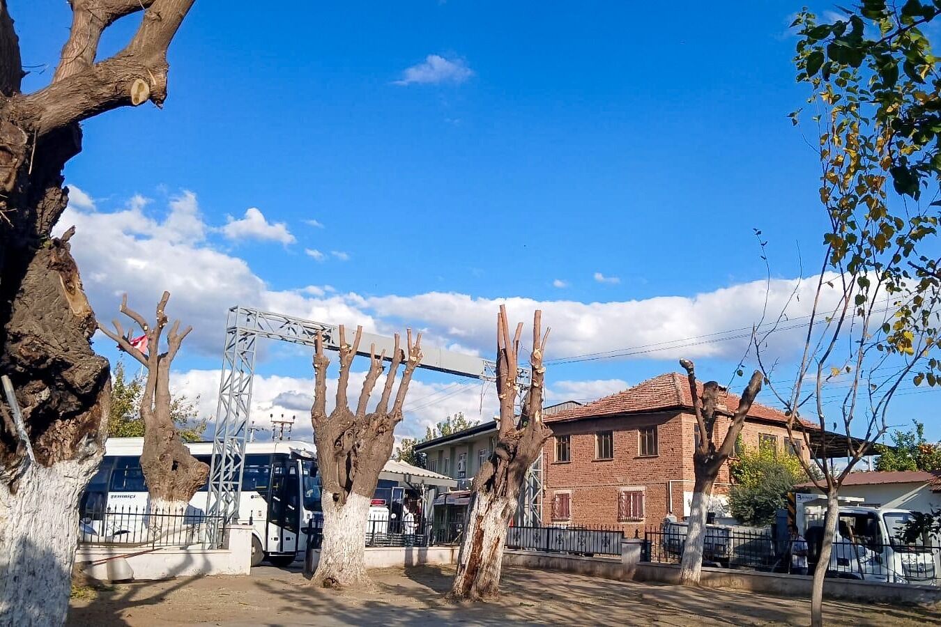 Efelerde Budama Calismalari Suruyor Olasi Kazalarin Onune Geciliyor 618437 9B94787A381609A3881852316D6C7572