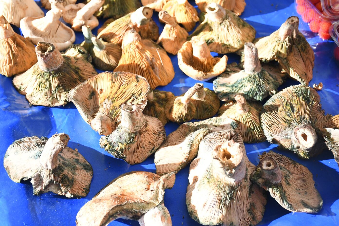 Kusadasinda Yerel Uretici Sergisinin Tezghlari Kisa Ozgu Sebze Ve Meyvelerle Doldu 621142 Aa7D7847Fe995F5A69426Aaee4Dbeb61