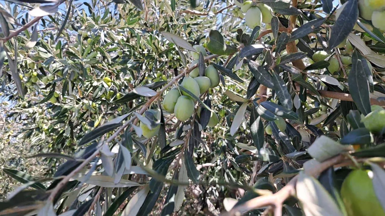 Whatsapp Image 2025 12 01 At 13.07.59