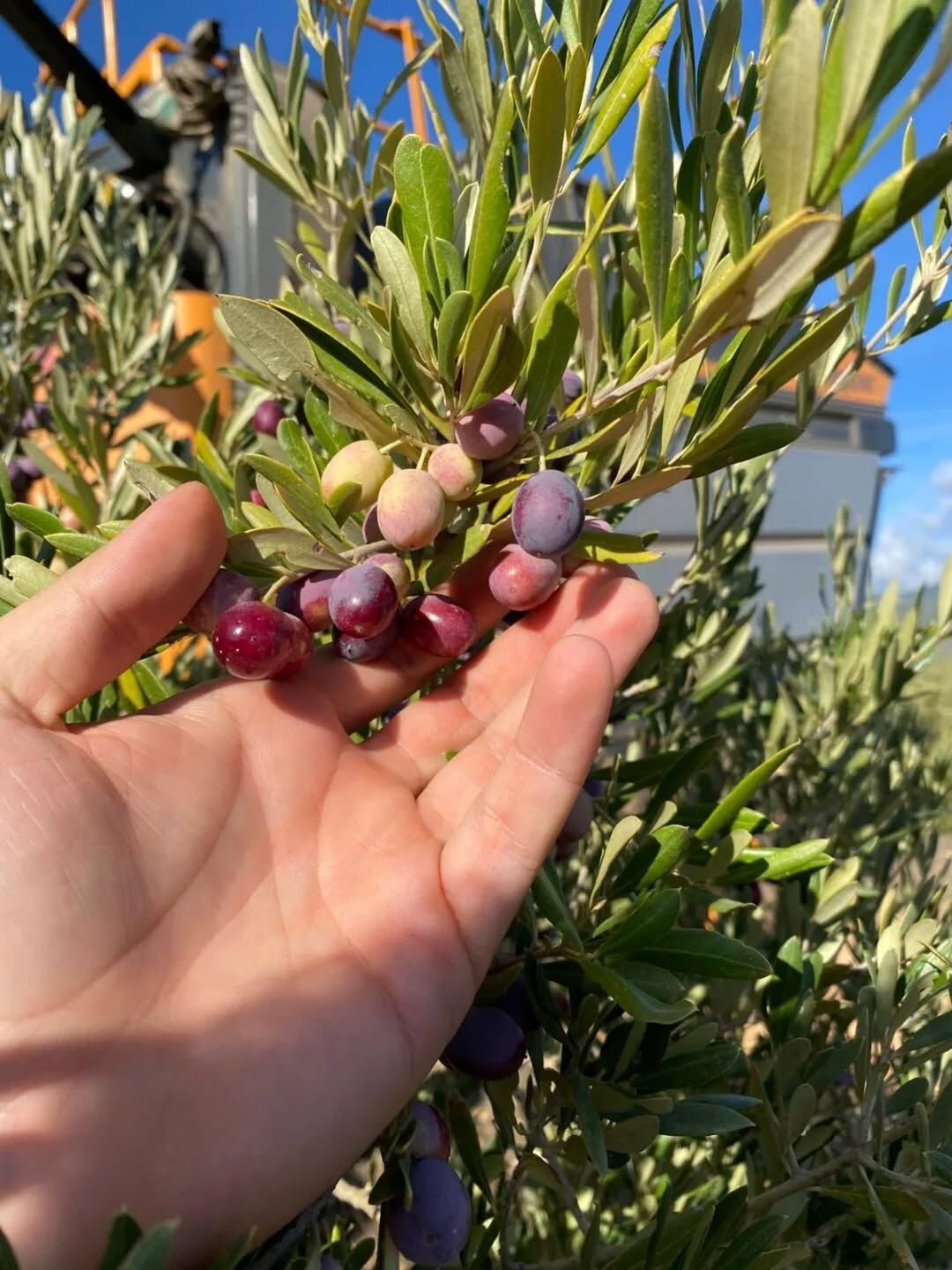 Whatsapp Image 2025 12 02 At 21.25.27 (3)