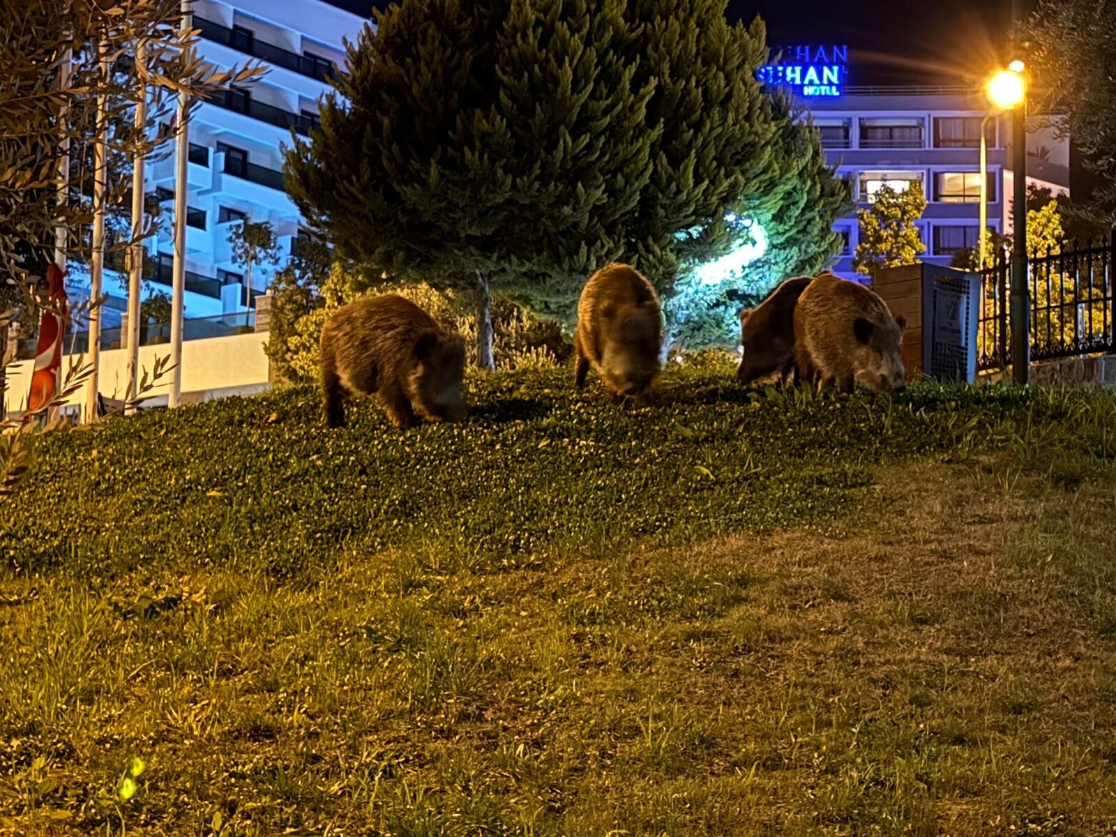 Kuşadası’nda domuzlar şehir merkezine indi