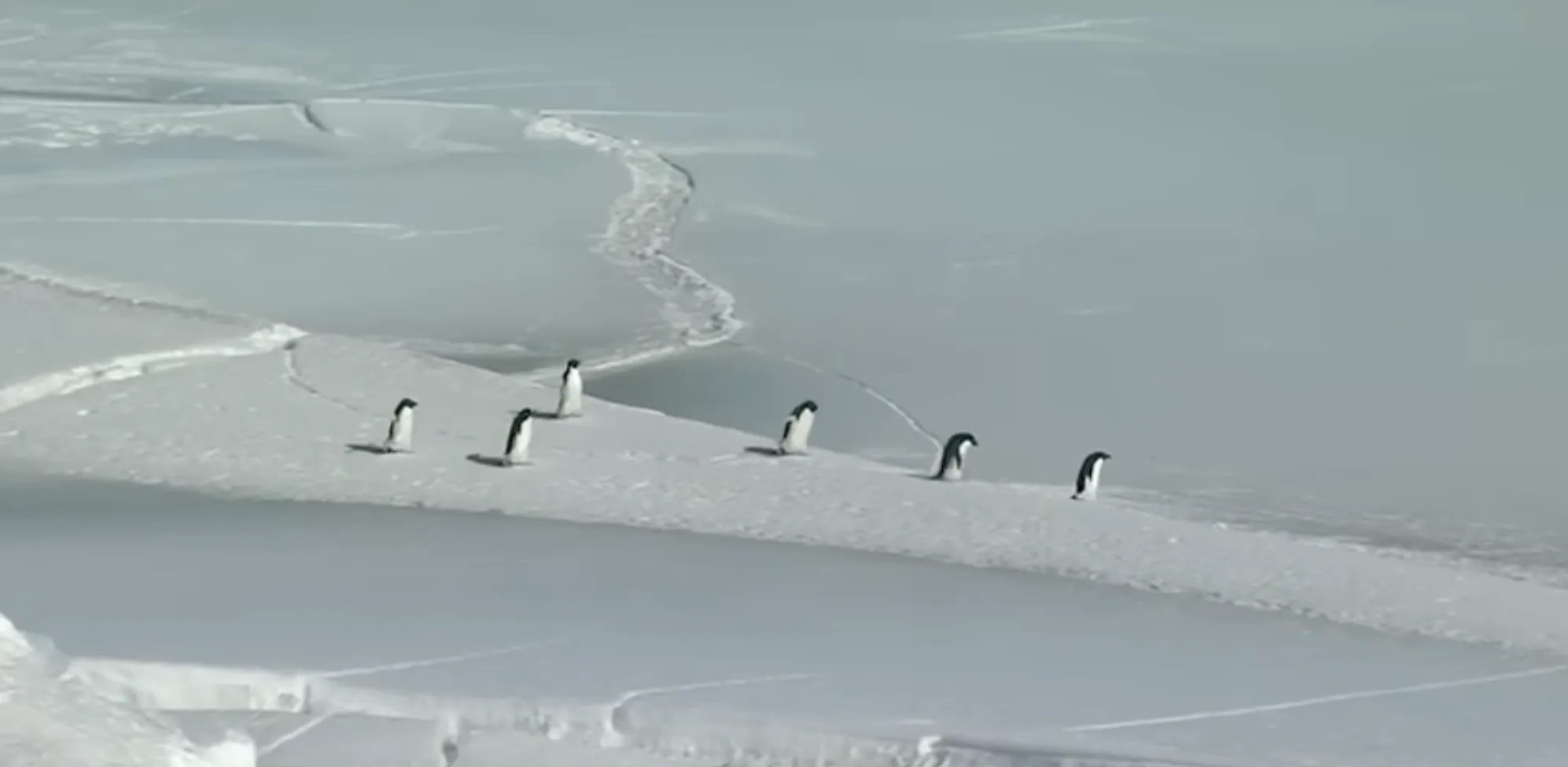 Penguen1