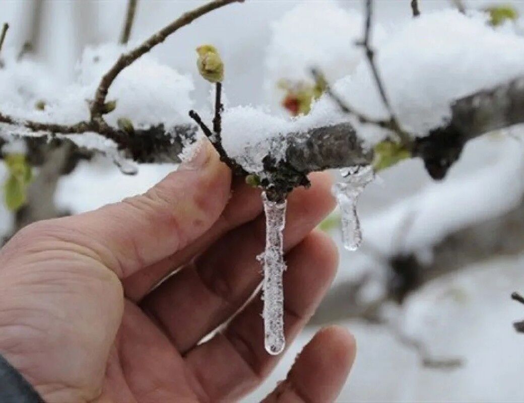 Whatsapp Image 2026 01 12 At 17.30.41