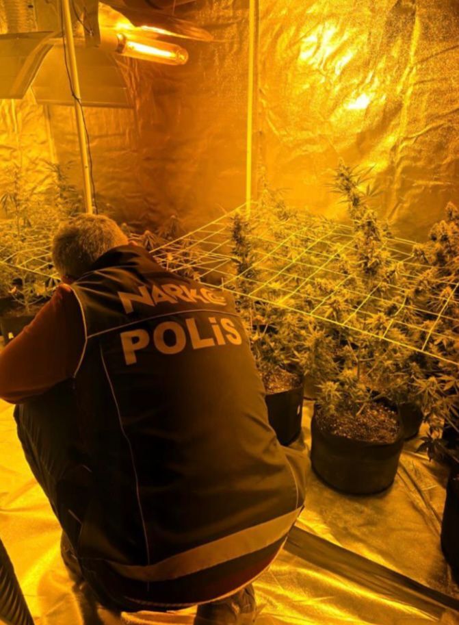 Aydın’da evde kenevir serası ortaya çıktı! Narkotik 2 şüpheliyi yakaladı