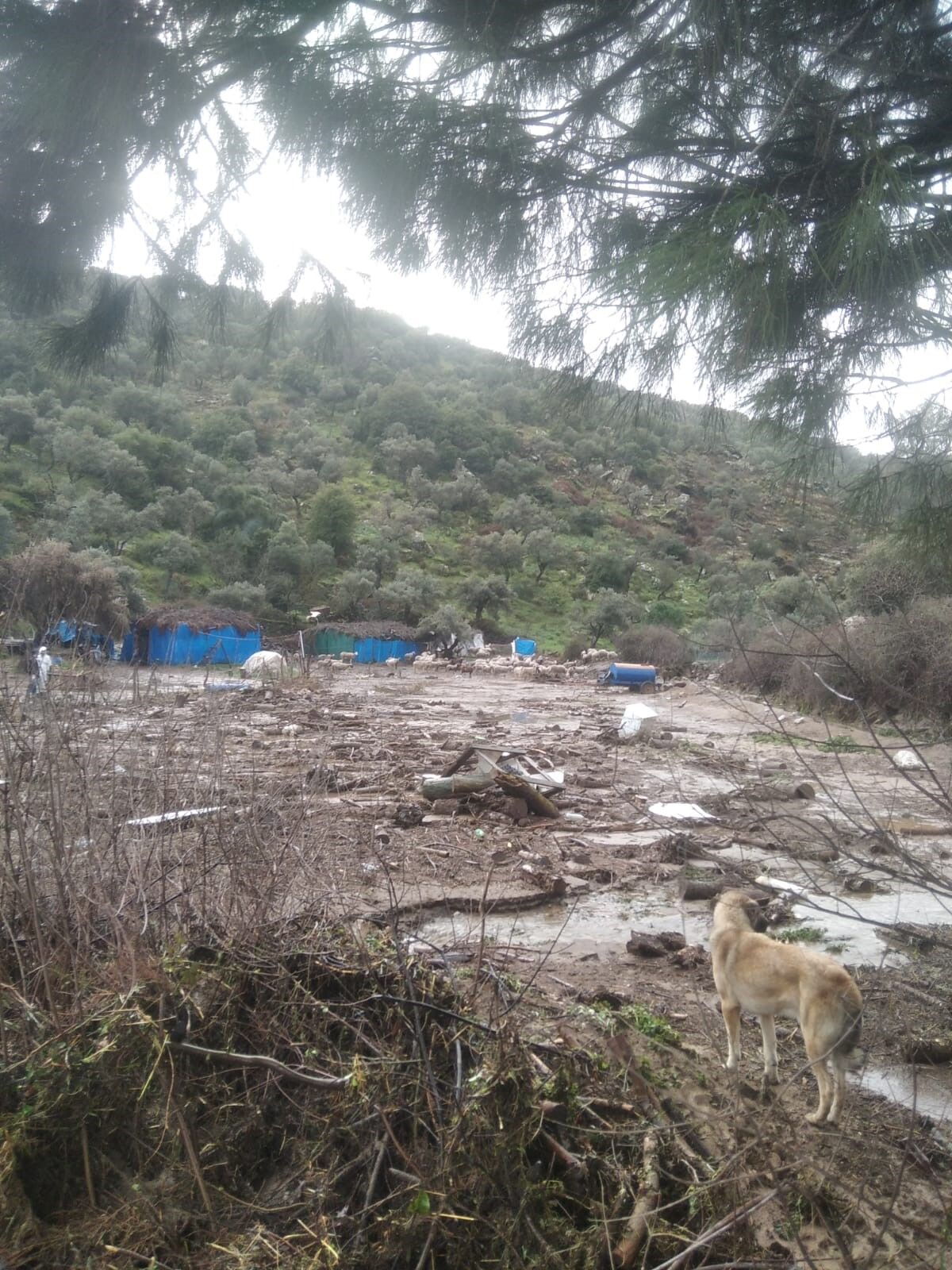 Aydın’da yaşanan sel felaketinde acı bilanço! Onlarca hayvan telef oldu