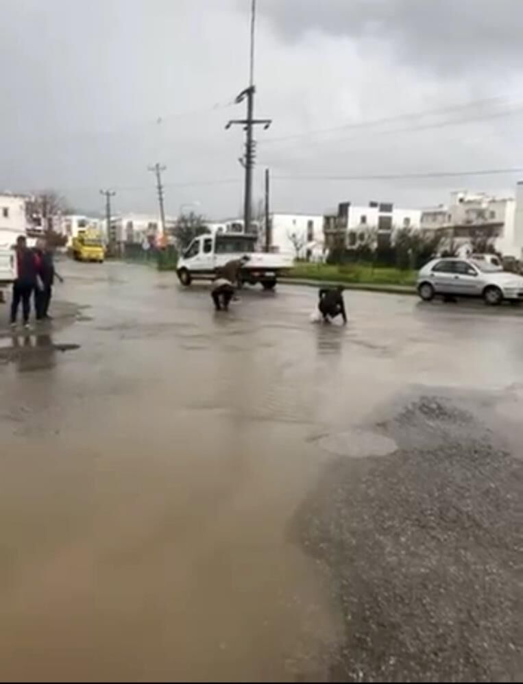 Aydın'ın komşusunda asfalta balık yağdı! Vatandaşlar poşet poşet topladı-1