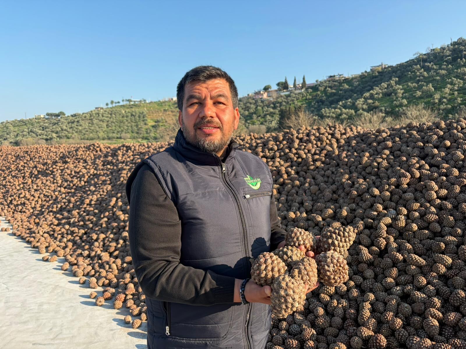 Aydın'da çam fıstığı bu yıl değer buldu
