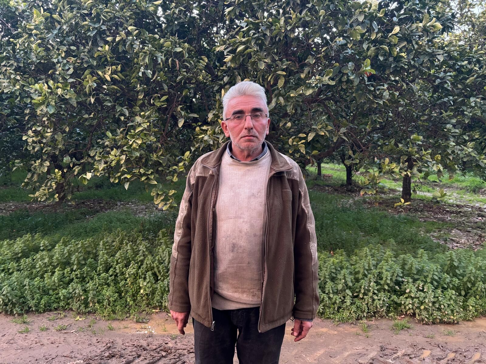 Aydın’da portakal üreticisi zor durumda: Portakalda yüzde 70 kayıp çiftçiyi vurdu