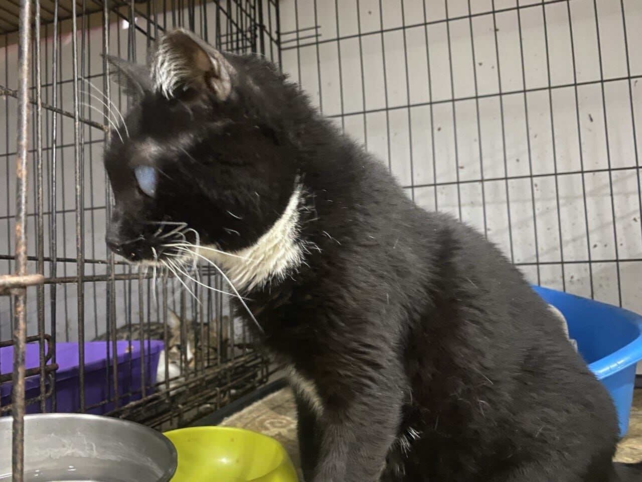 Aydın'daki depremzede kör kedi hala yuva bekliyor