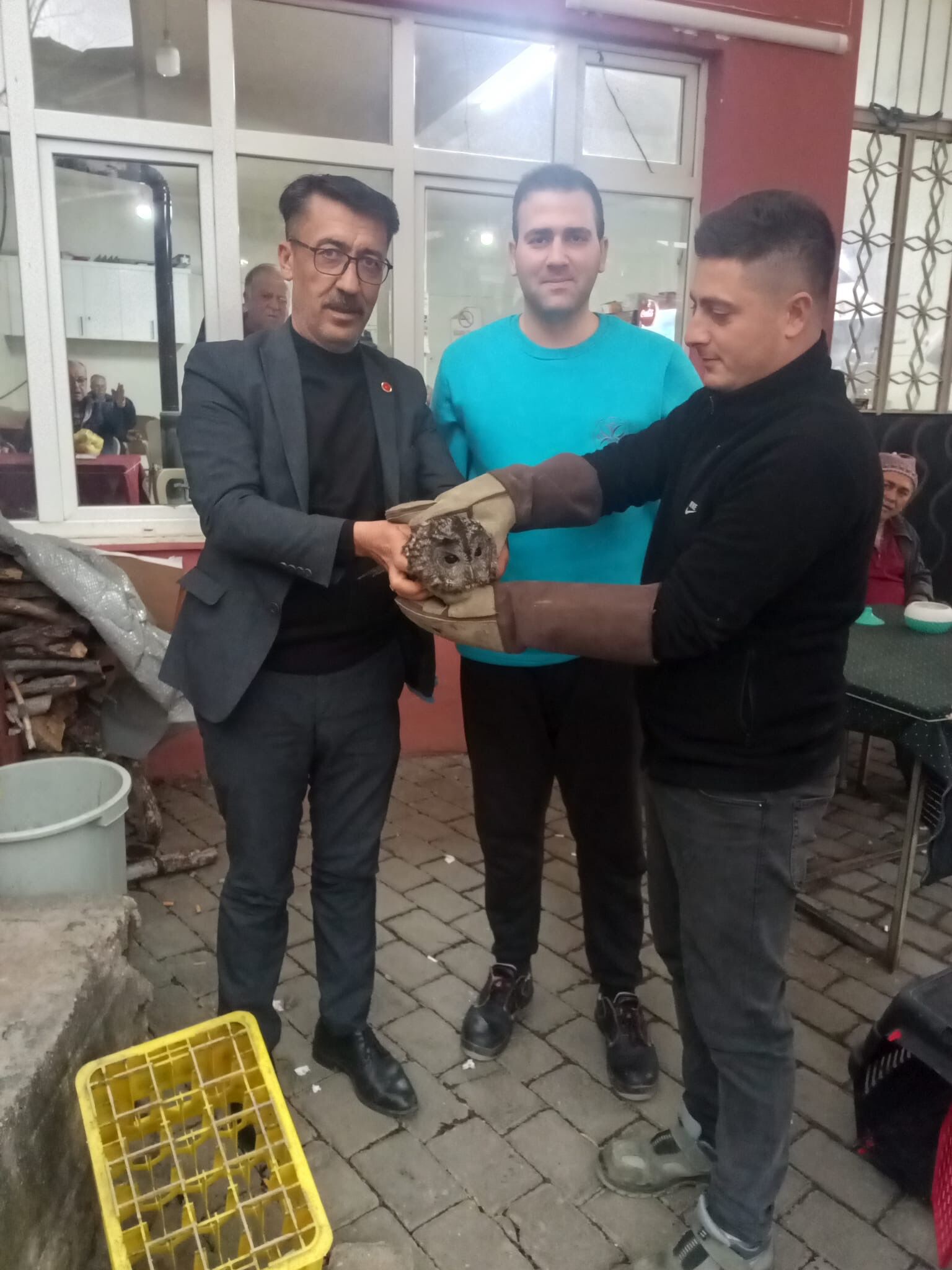 Germencik’te duyarlı müdahale: Cama çarpan baykuş kurtarıldı