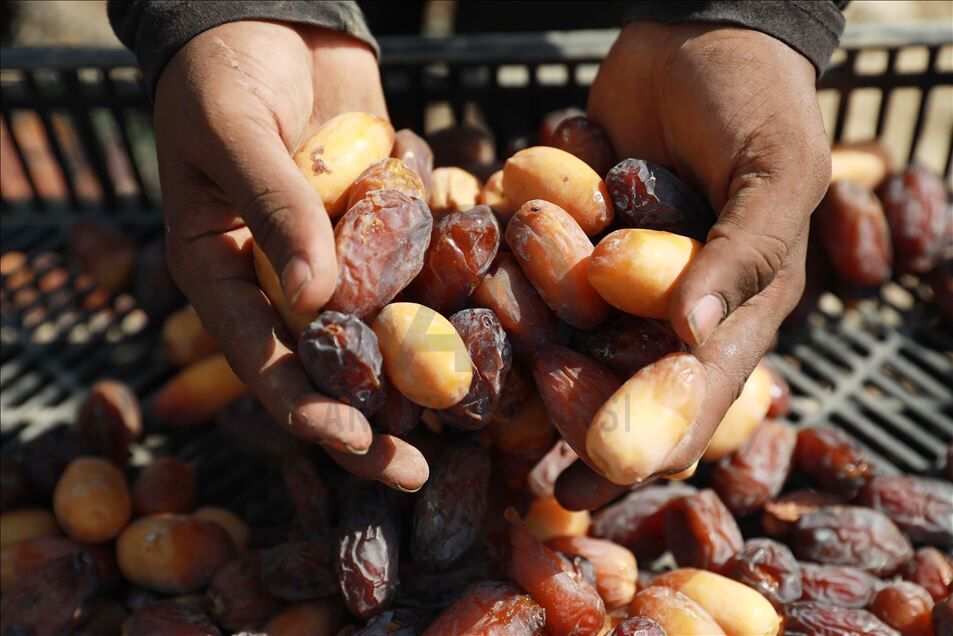 Iran Hurması