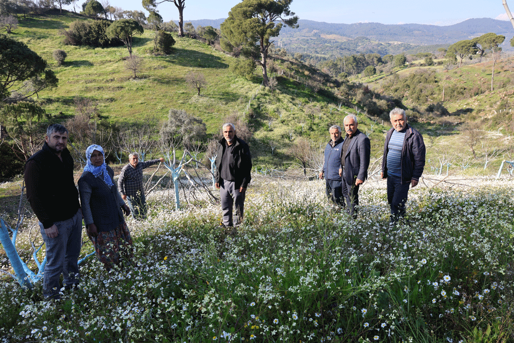 Aydın'da görülmemiş katliam! İncir ve zeytin bahçeleri gece vakti yok edildi