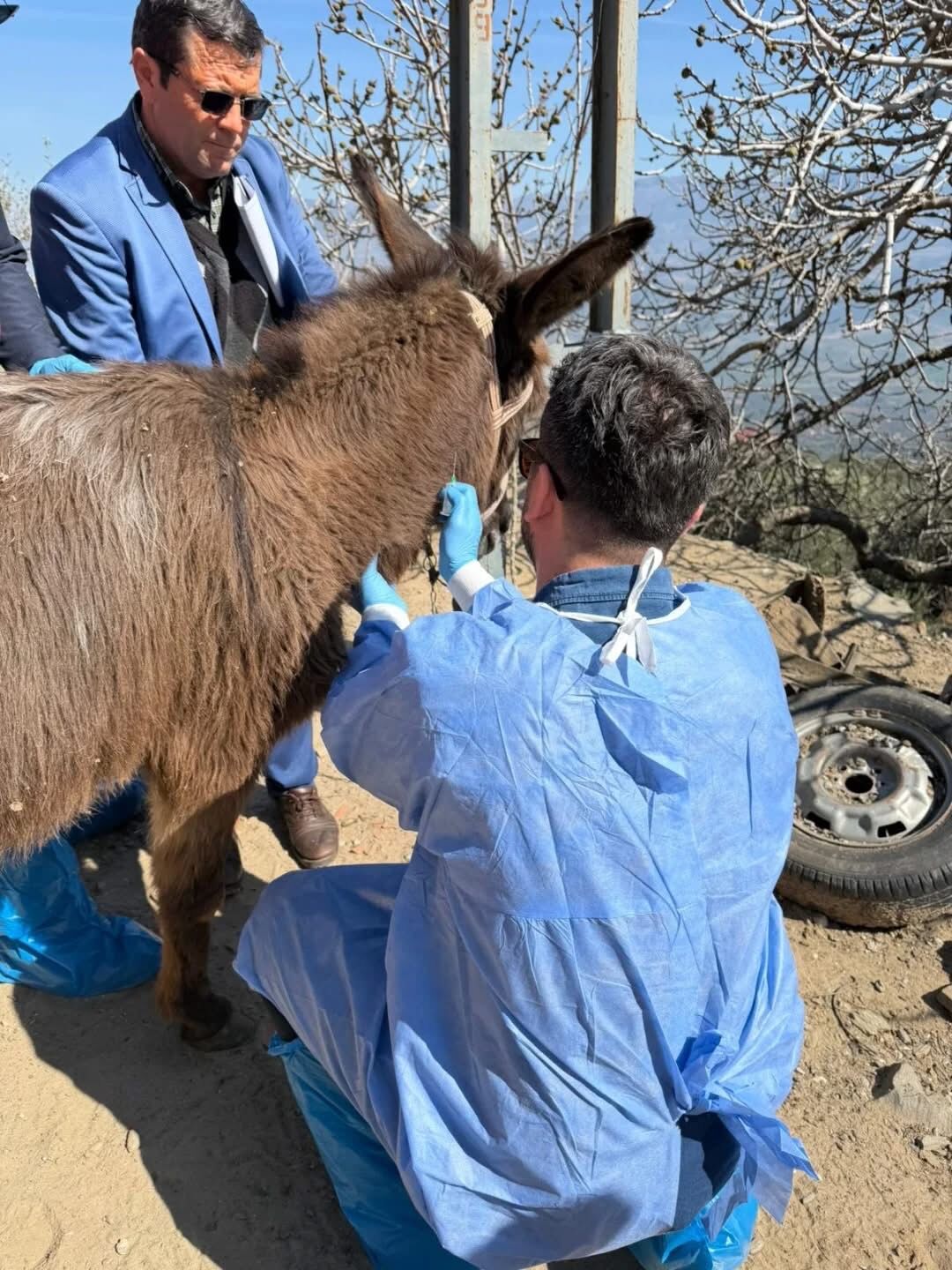 Aydın’da Afrika At Vebası için numune seferberliği
