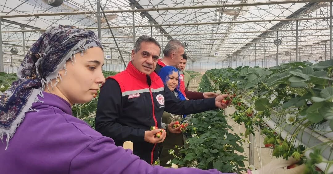 Aydın’da çilek hasadı başladı
