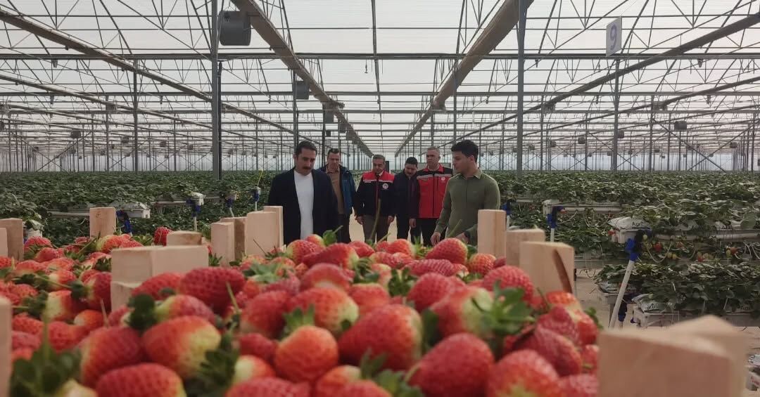 Aydın’da çilek hasadı başladı