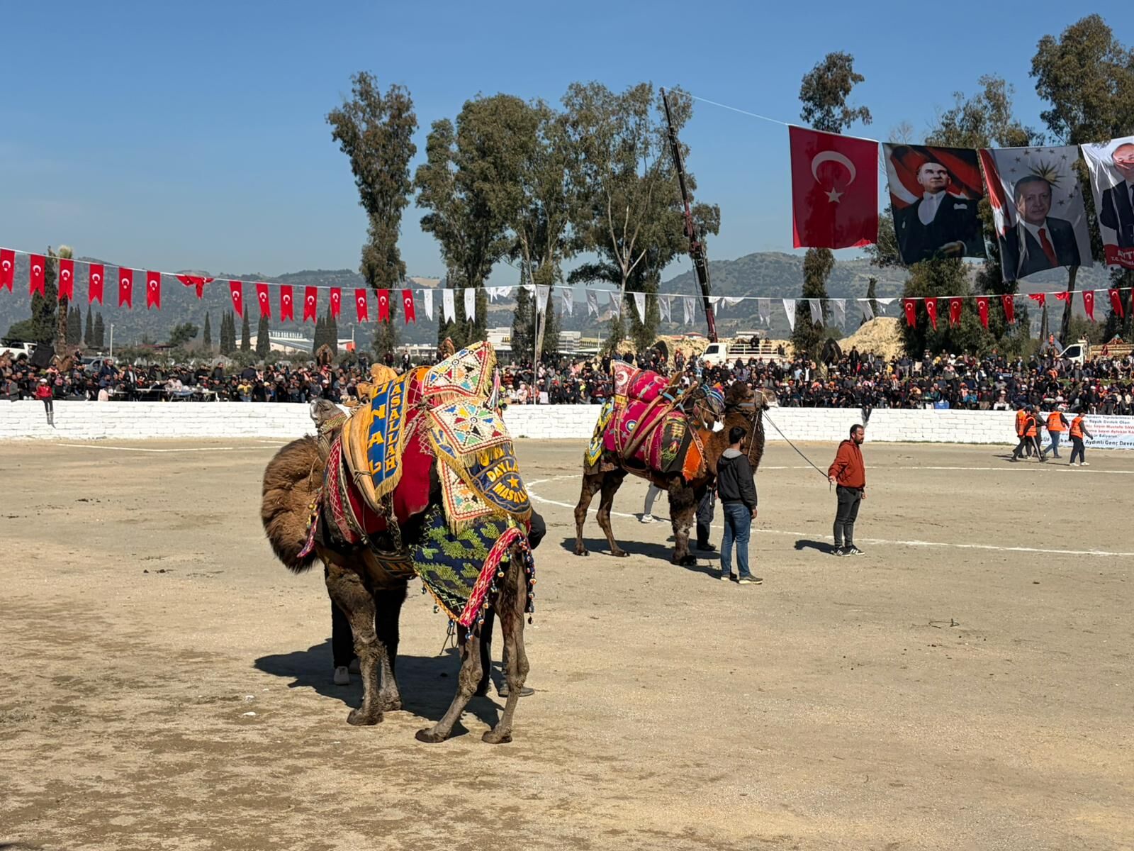 İncirliova’da deve güreşi heyecanı başladı: 184 deve arenada kıyasıya mücadele etti