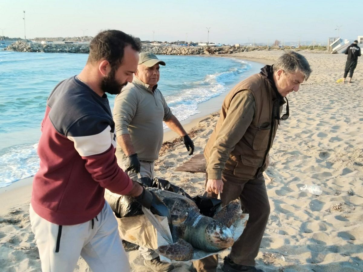 Aydın’da aynı günde 3 ölüm! Hayvanseverler üzüntüye boğuldu
