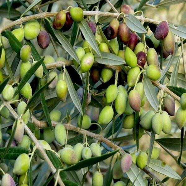 Zeytin Yağı Fiyatları