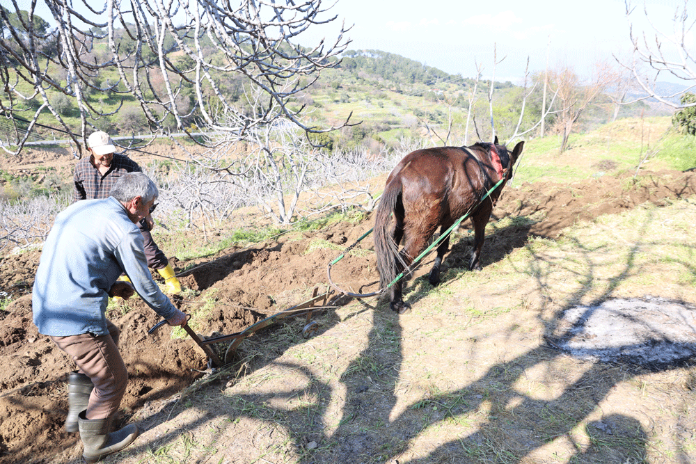 Aydın tarımı emektar ellerde: Köylerde genç kalmadı