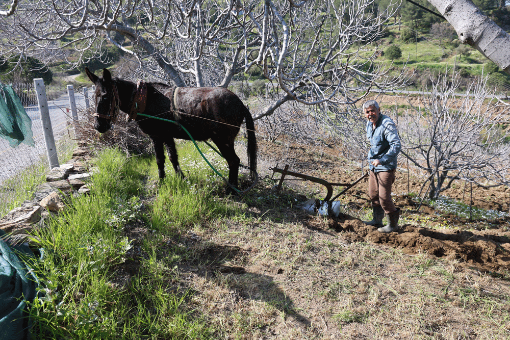 Aydın tarımı emektar ellerde: Köylerde genç kalmadı