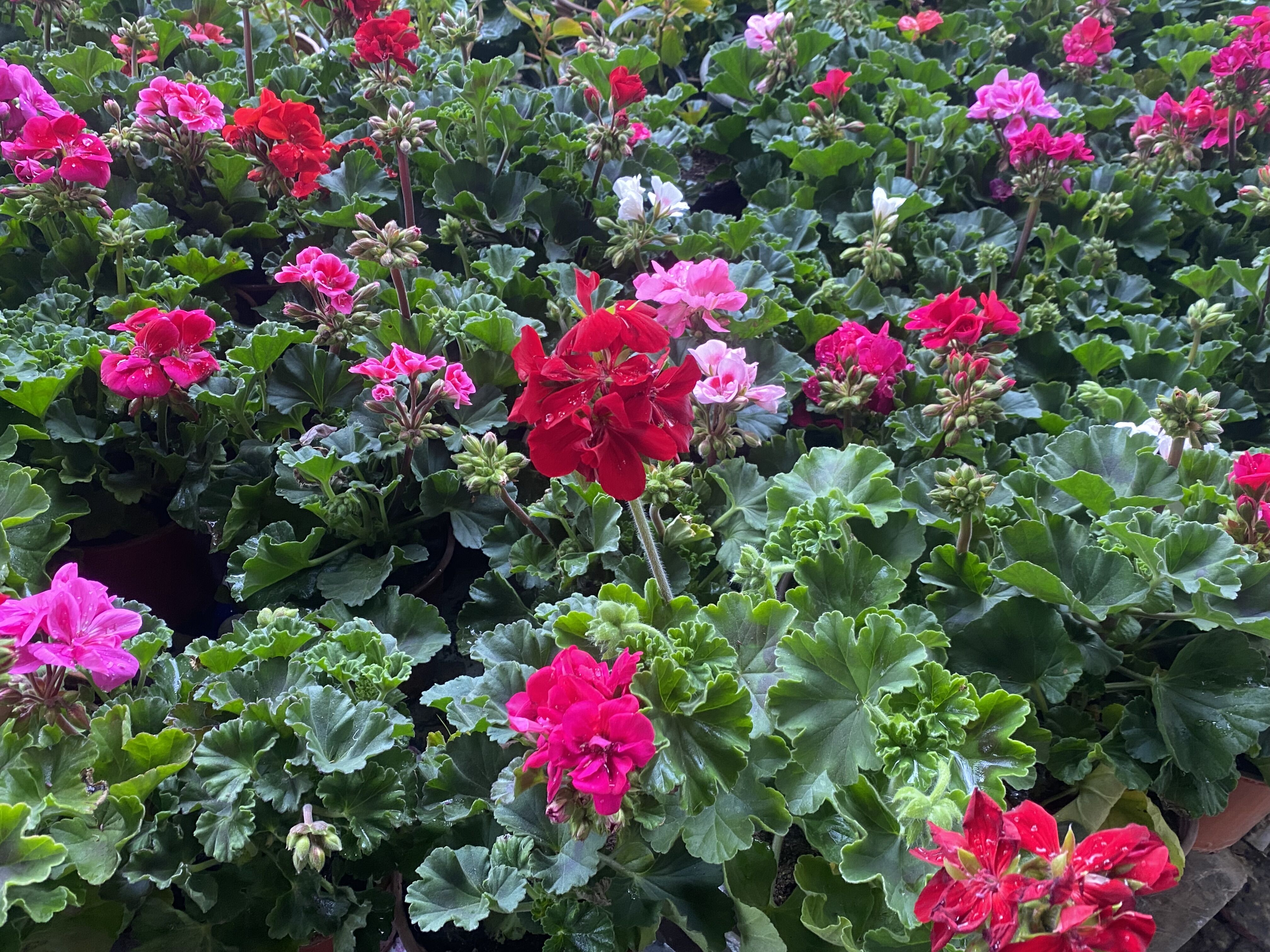 Aydinda En Cok Bu Bitkiler Ragbet Goruyor Aydinli Fidanci Bakim Tuyolarini Verdi 650458 77832F9D006Acdba6D2B5E5196144Fb6