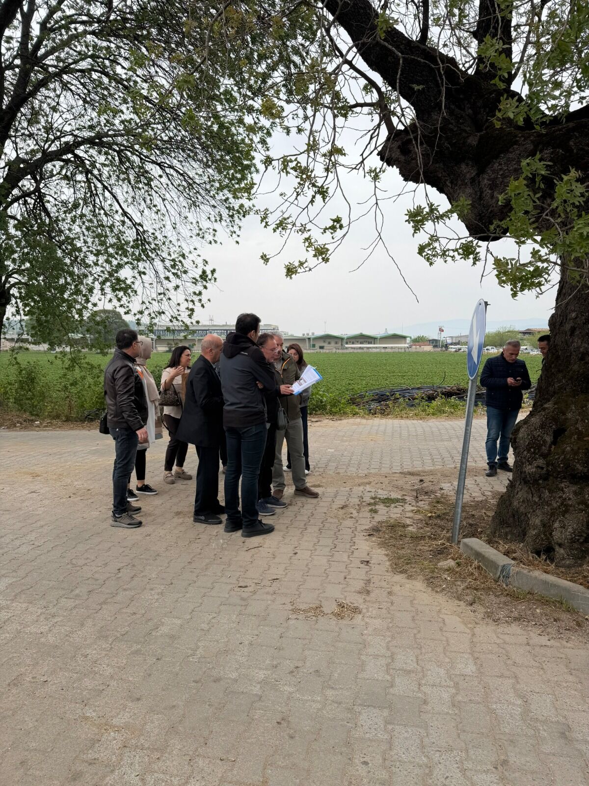 Aydın’daki anıt ağaçlara koruma kalkanı