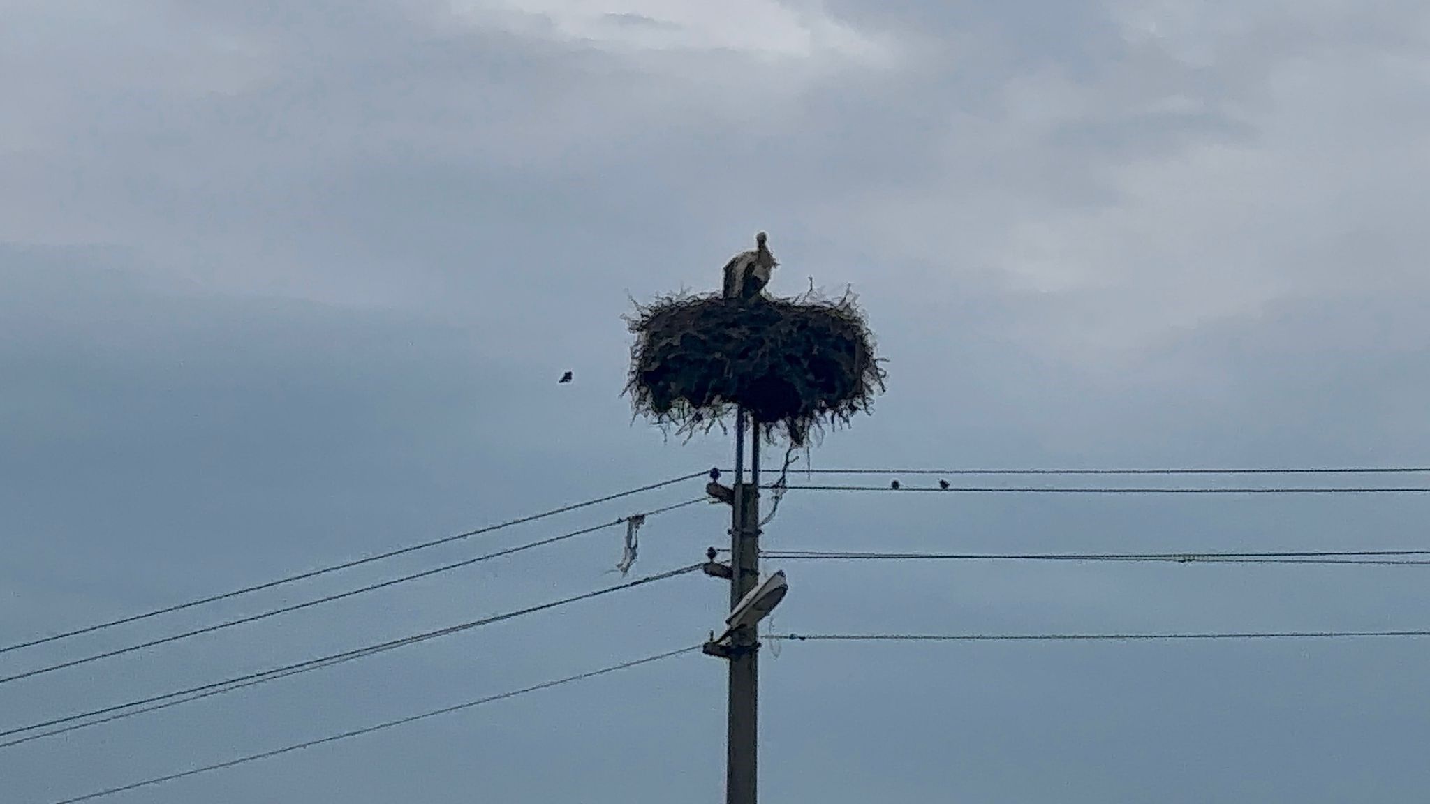 Bozdoğan’ın Sadık Misafirleri Döndü! Gökyüzünde Leylek Şöleni (2)