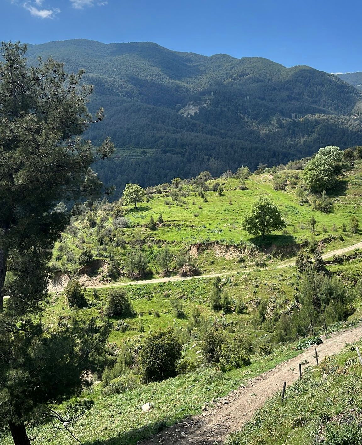 Karacasu yaylalarında yaz havası