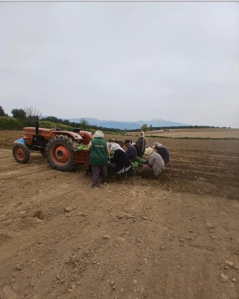 Karacasu’da Tütün Dikimi Başladı Üreticinin Gözü Kulağı Avans Haberinde (3)
