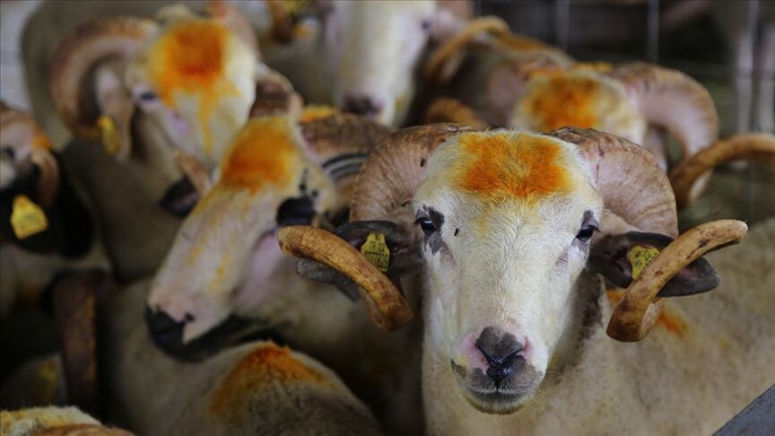Kurban Bayramı Emekli İkramiye Tutarı Sabit Mi Kalacak, Değişecek Mi