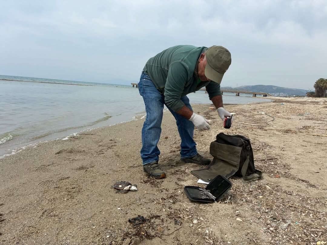 Kuşadası’nda Endişe Veren Ölümler İki Farklı Tür Kıyıya Vurdu (1)
