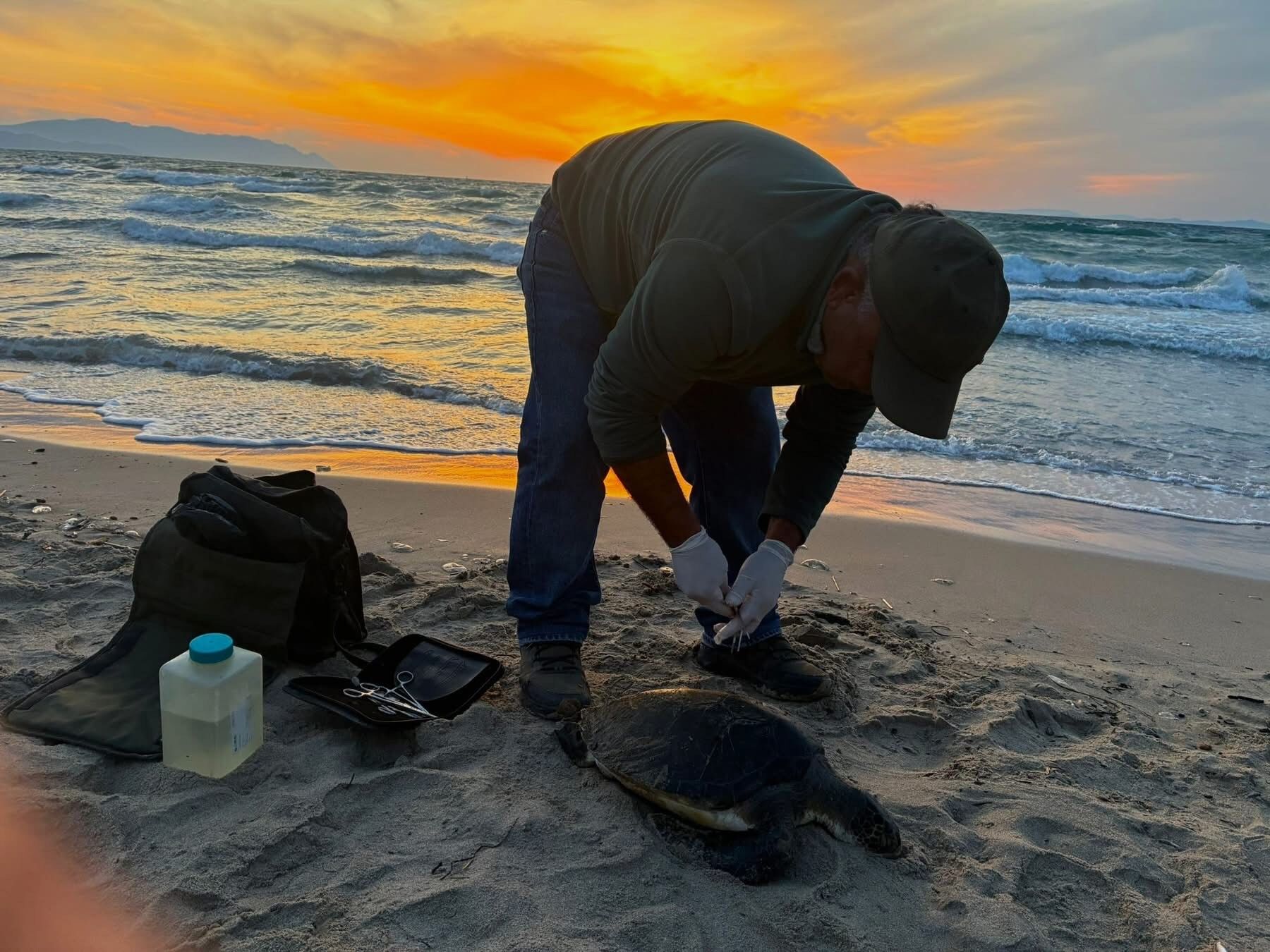 Kuşadası’nda Endişe Veren Ölümler İki Farklı Tür Kıyıya Vurdu (4)