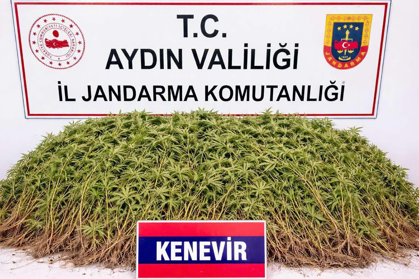 Nazilli’de 208 Kök Kenevir Ele Geçirildi (2)