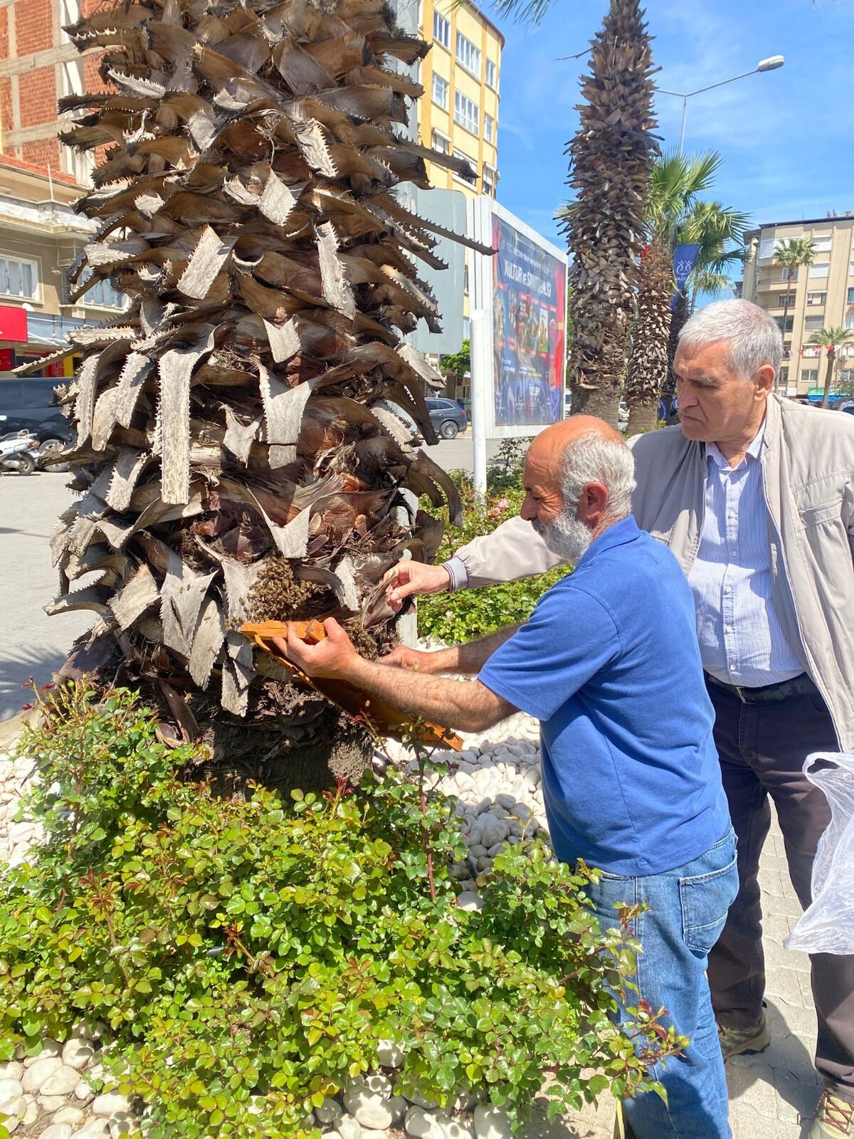 Nazilli’de arılar panik yarattı: Bir ağaçta yüzlerce arı toplandı