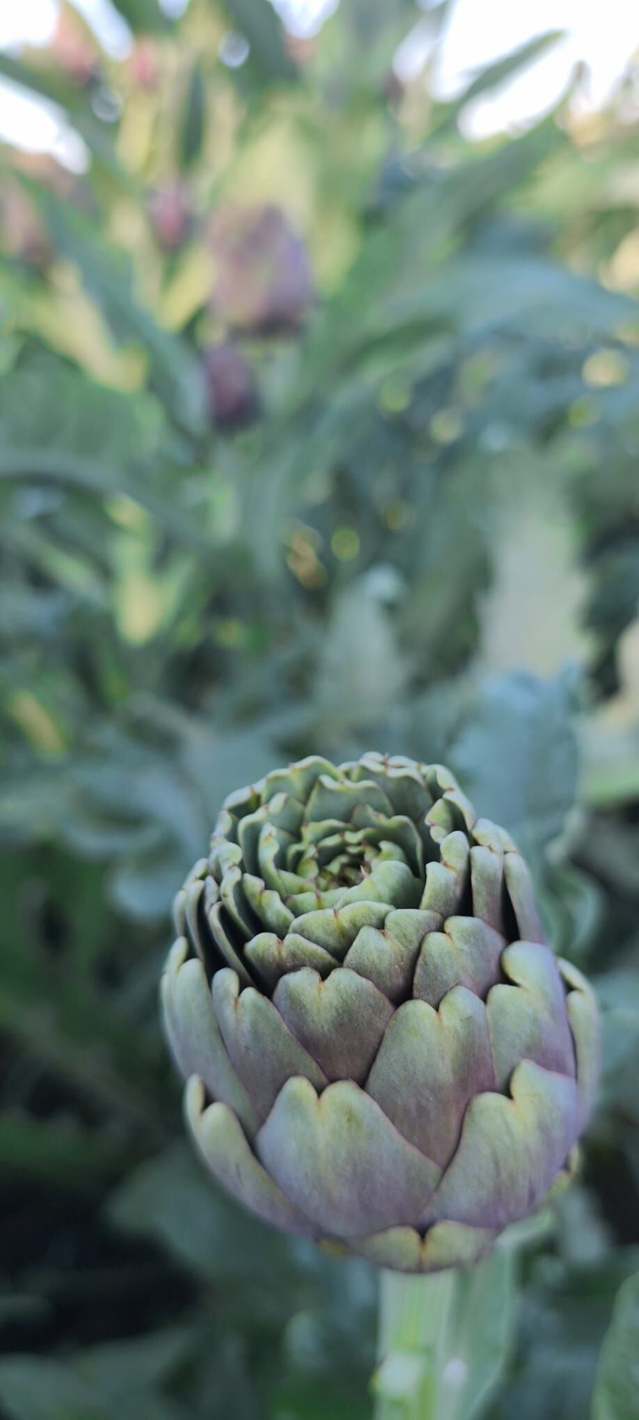 Nazilli’de bir ilk yaşandı! Muhtar ekti topraktan şifa fışkırdı