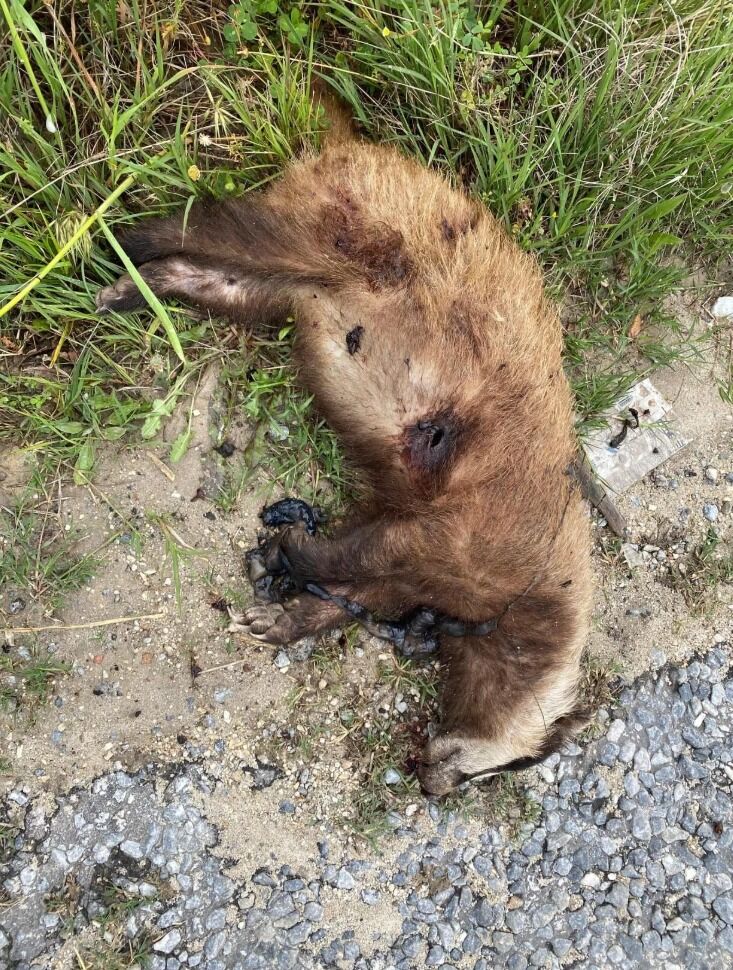 Nazilli’de doğa katliamı! Silahla vurulmuş halde bulundu