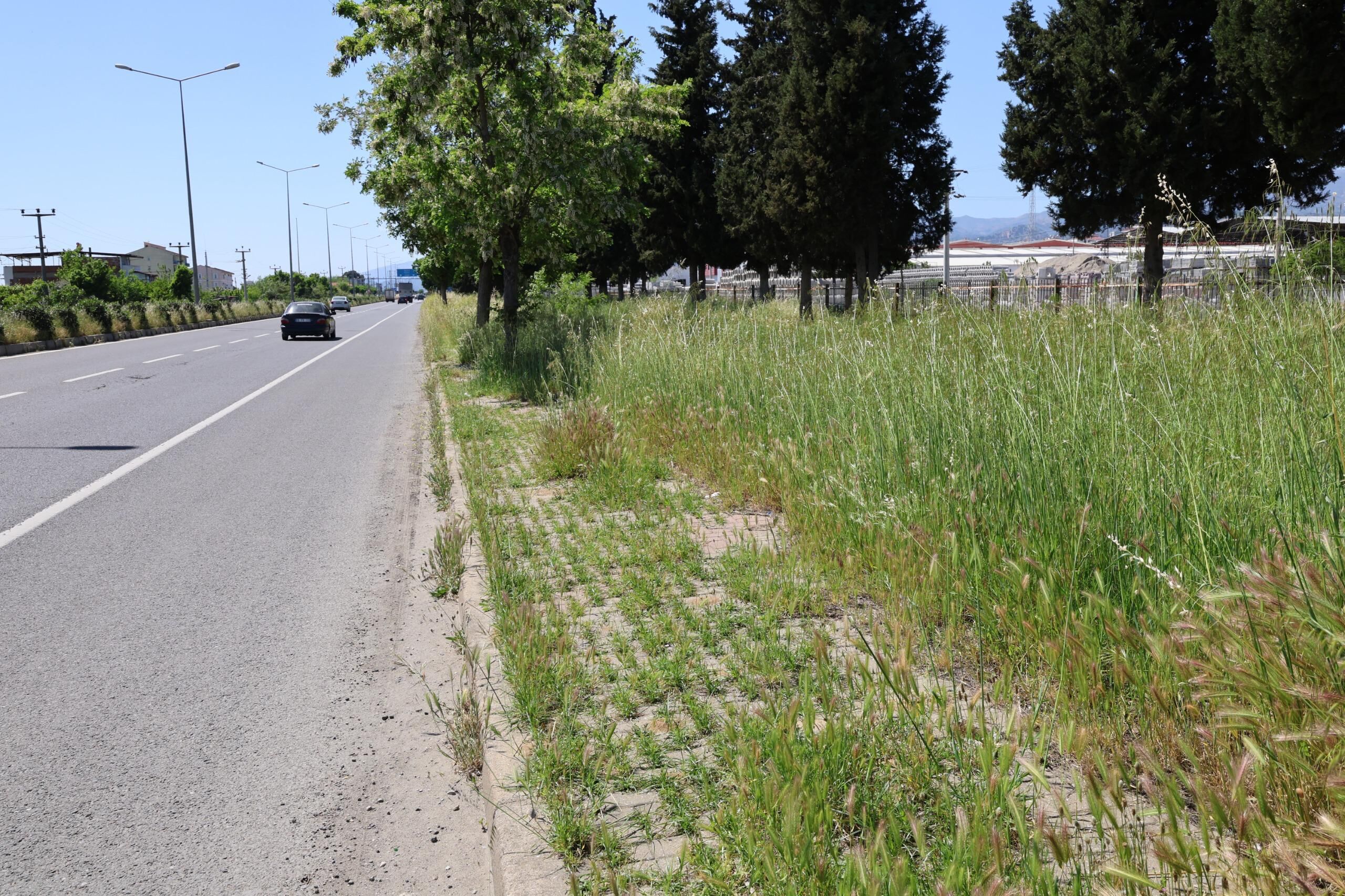 Nazilliyi Yabani Otlar Sardi Baskan Tetik Tepki Gosterdi Int 657720 A75993