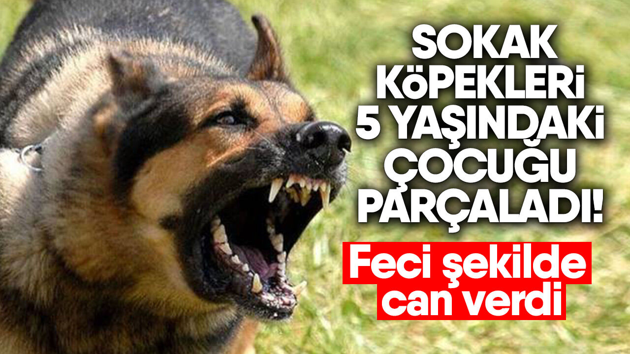 Sokak Köpekleri 5 Yaşındaki Çocuğu Parçaladı! (2)