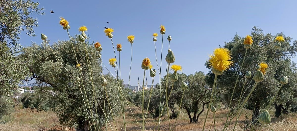 Tülüsah (6)