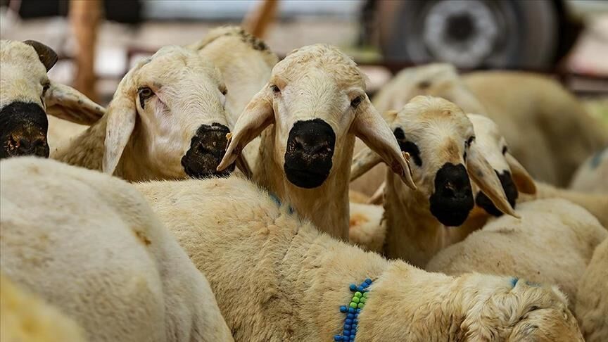 Vekalet Kurban Fiyatları Ne Kadar Olacak