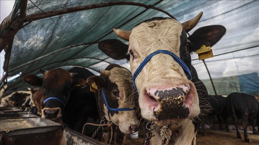Vekaletle Kurban Kesimi Nasıl İşler
