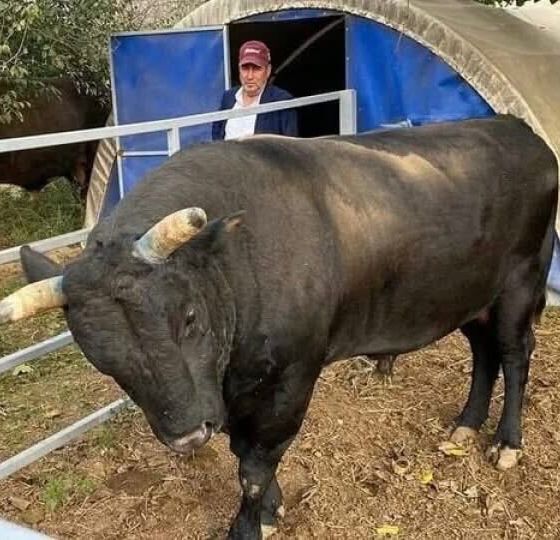 Aydın’da boğanın saldırısına uğramıştı Yaşam savaşını kaybetti