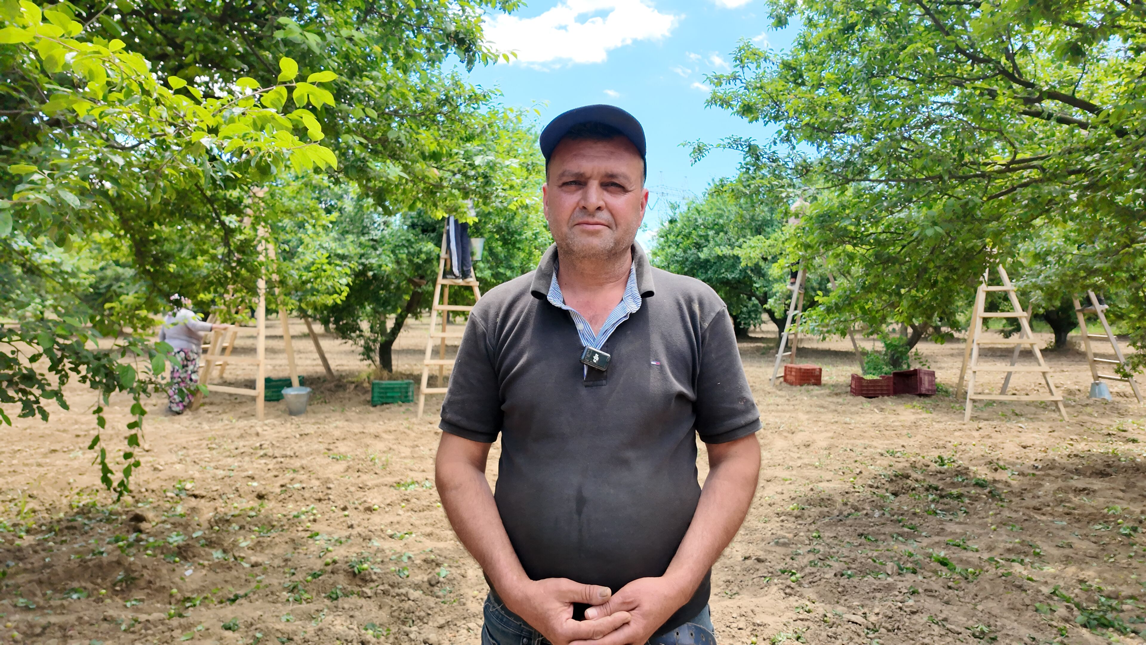 Aydın’da erik bereketi