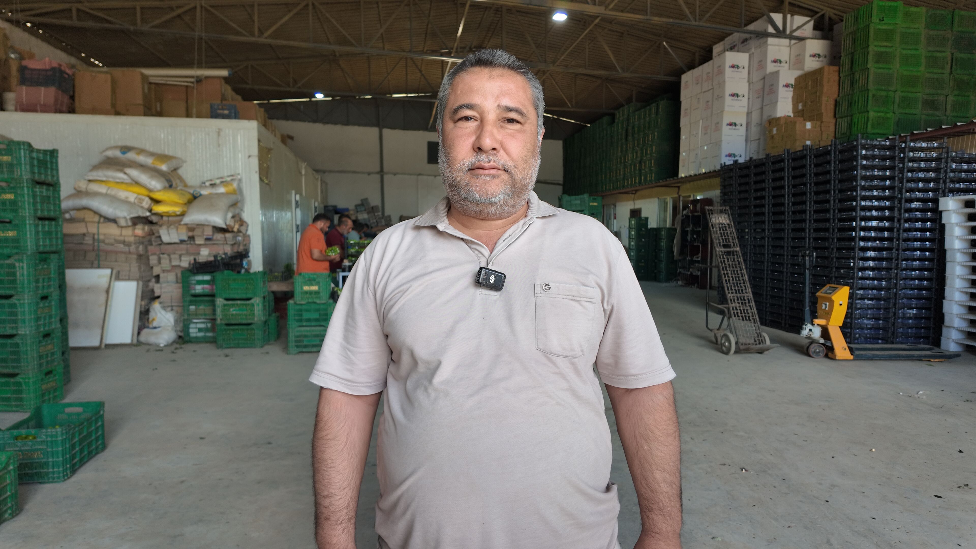 Aydın’da erik bereketi