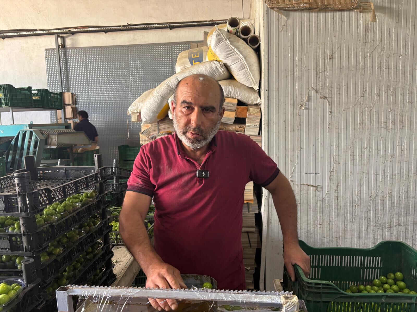 Aydın’da erik bereketi