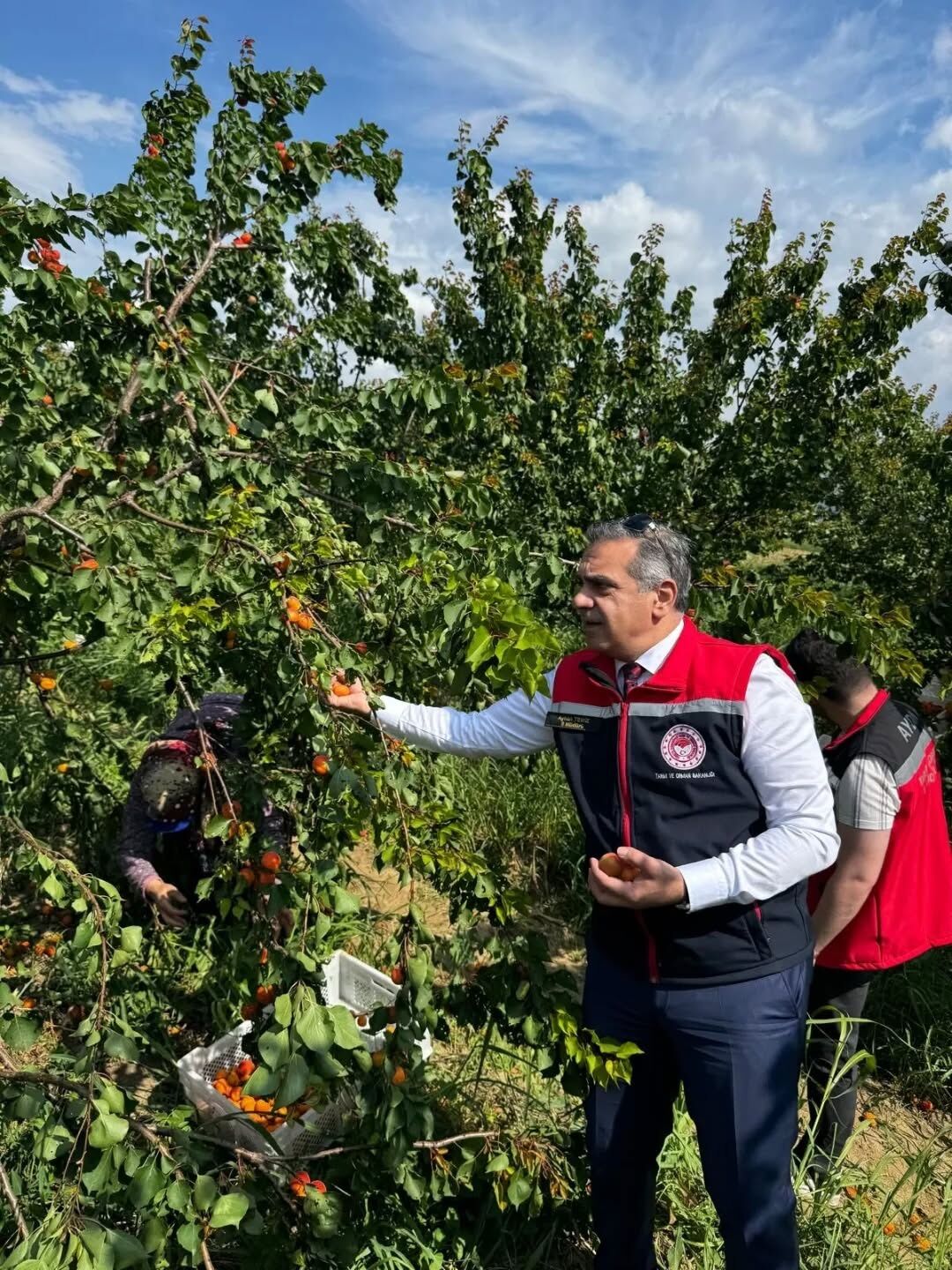 Aydın’da kayısı bereketi