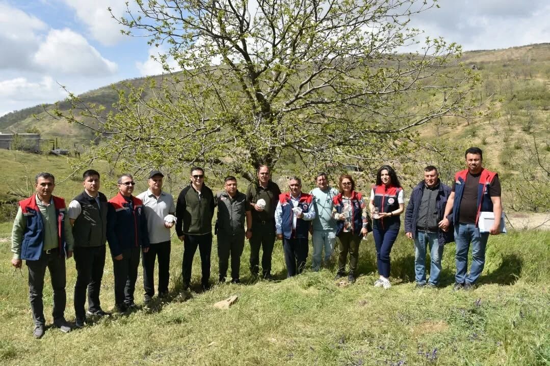 Aydın’da kestaneler için doğal koruma