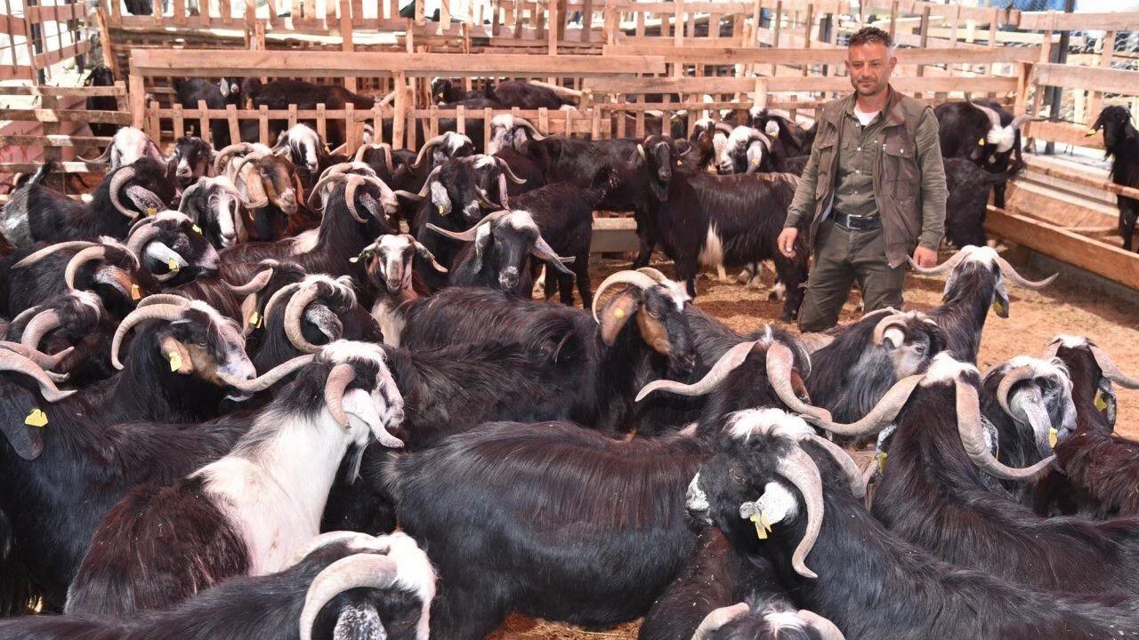 Aydın’da Kurban Bayramı Düzeni Değişti Mi