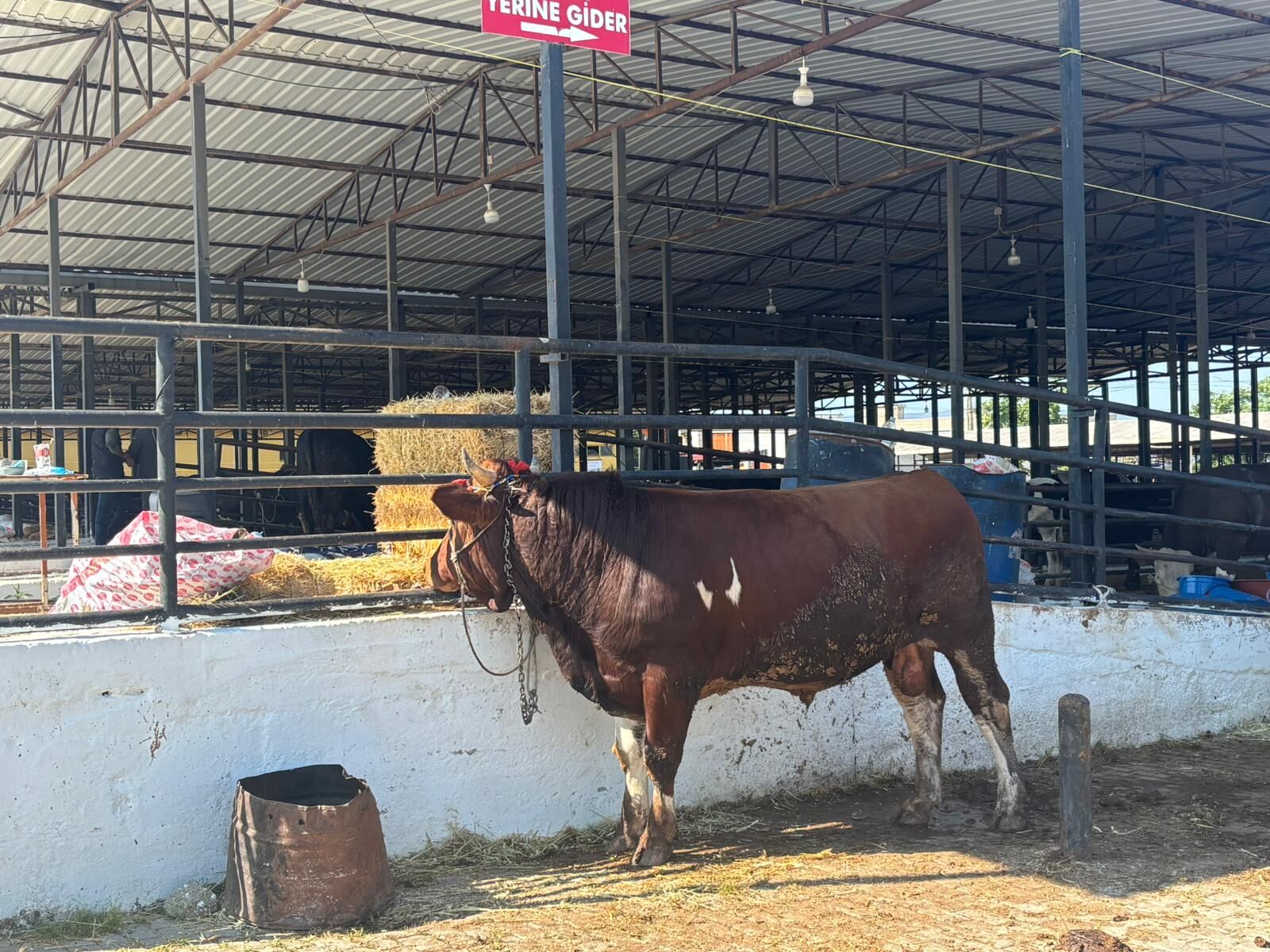 Aydın’da kurban pazarı alarm verdi